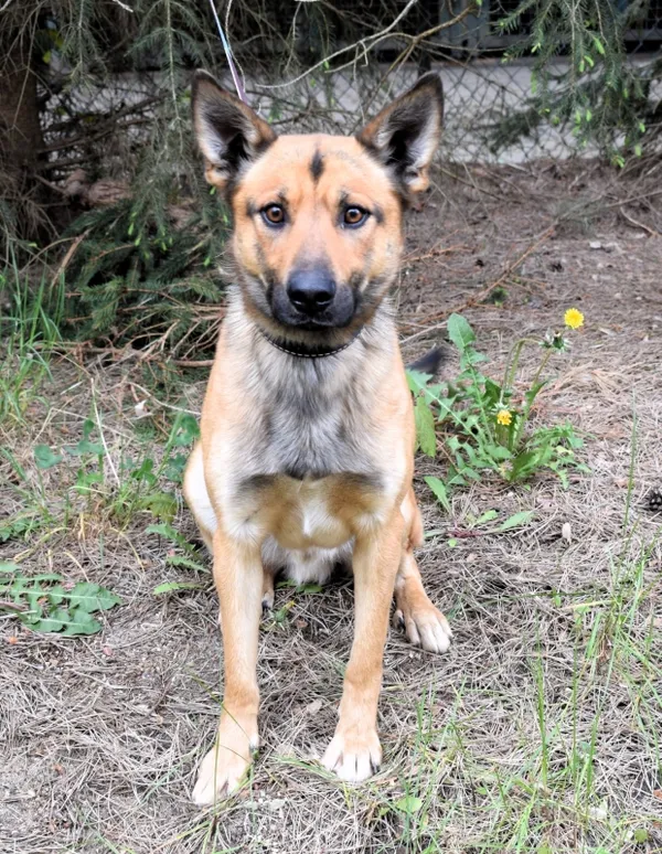 Znaleziono psa, Pieckowo, 22 kwietnia 2025 (1/5)