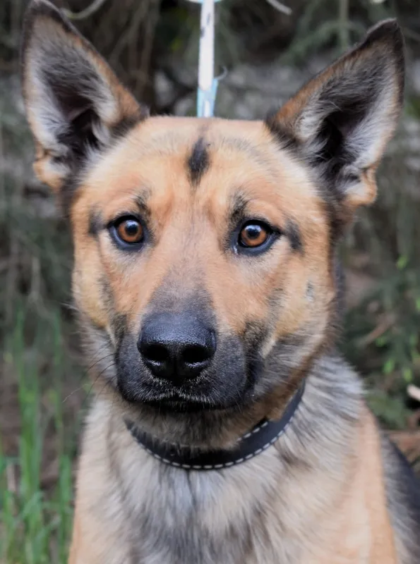 Znaleziono psa, Pieckowo, 22 kwietnia 2025 (2/5)