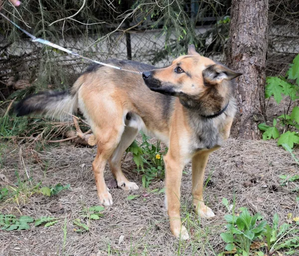 Znaleziono psa, Pieckowo, 22 kwietnia 2025 (3/5)