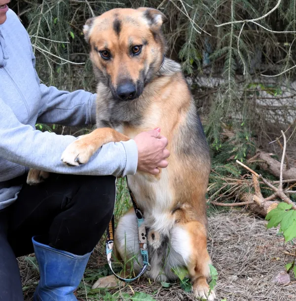 Znaleziono psa, Pieckowo, 22 kwietnia 2025 (4/5)