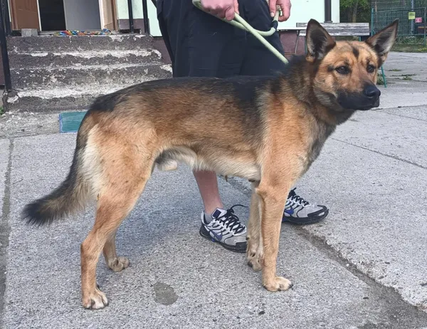 Znaleziono psa, Pieckowo, 22 kwietnia 2025 (5/5)