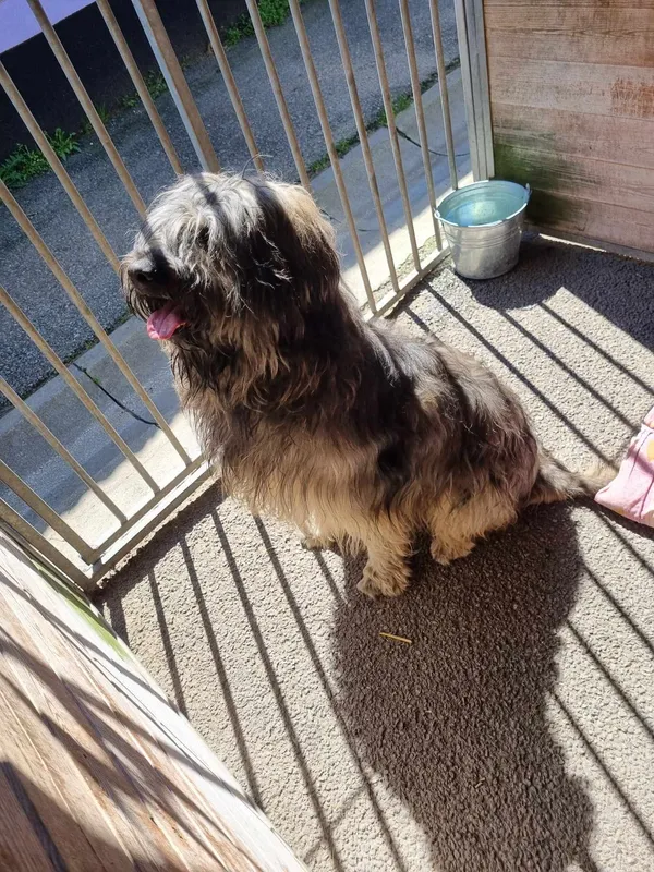 Znaleziono psa, Sosnowiec, 19 kwietnia 2025