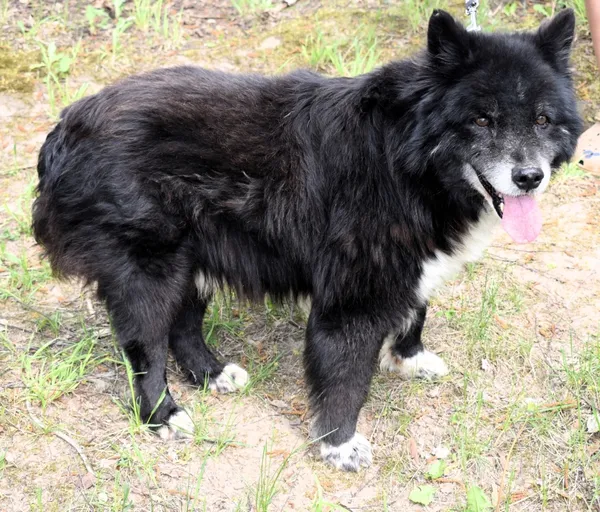 Znaleziono psa, Pieckowo, 18 kwietnia 2025 (1/5)