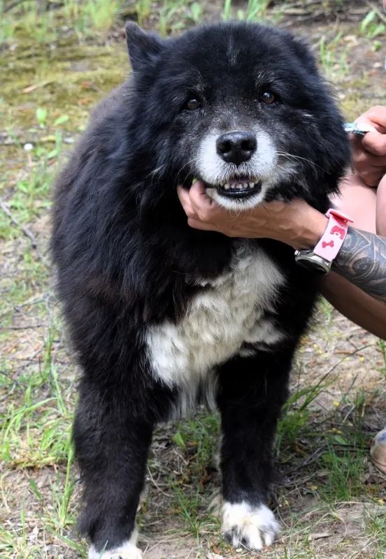 Znaleziono psa, Pieckowo, 18 kwietnia 2025 (3/5)