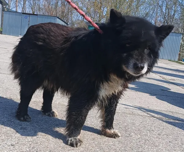 Znaleziono psa, Pieckowo, 18 kwietnia 2025 (4/5)