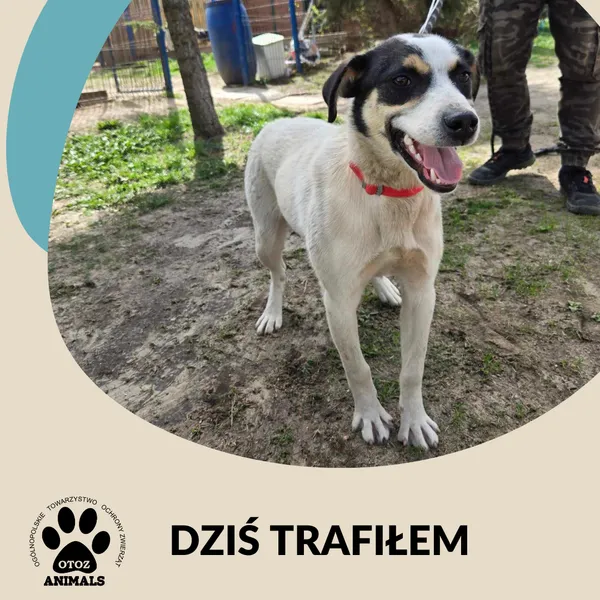 Znaleziono psa, Dąbrówka, 18 kwietnia 2025