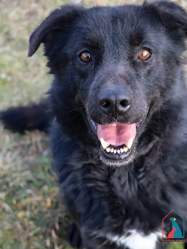 Pies do adopcji, Grudziądz, 17 czerwca 2024 (1/5)