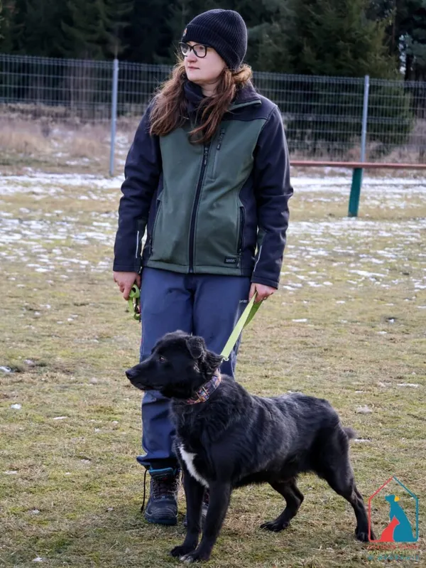 Pies do adopcji, Grudziądz, 17 czerwca 2024 (5/5)