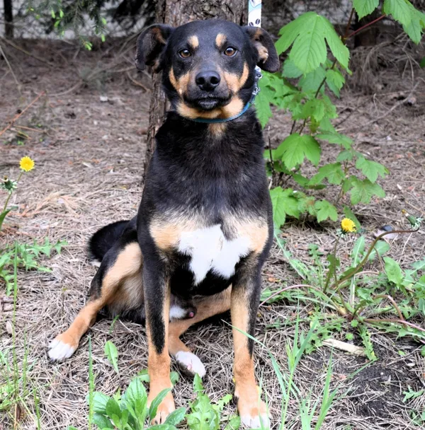 Znaleziono psa, Pieckowo, 22 kwietnia 2025 (2/5)