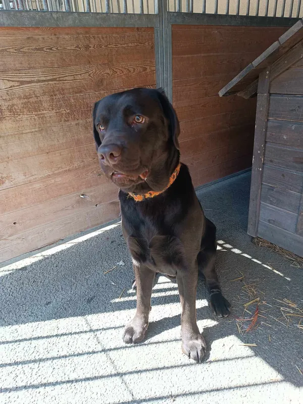 Znaleziono psa, Sosnowiec, 19 kwietnia 2025