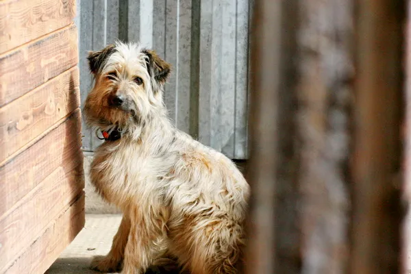 Znaleziono psa, Wałbrzych, 17 kwietnia 2025