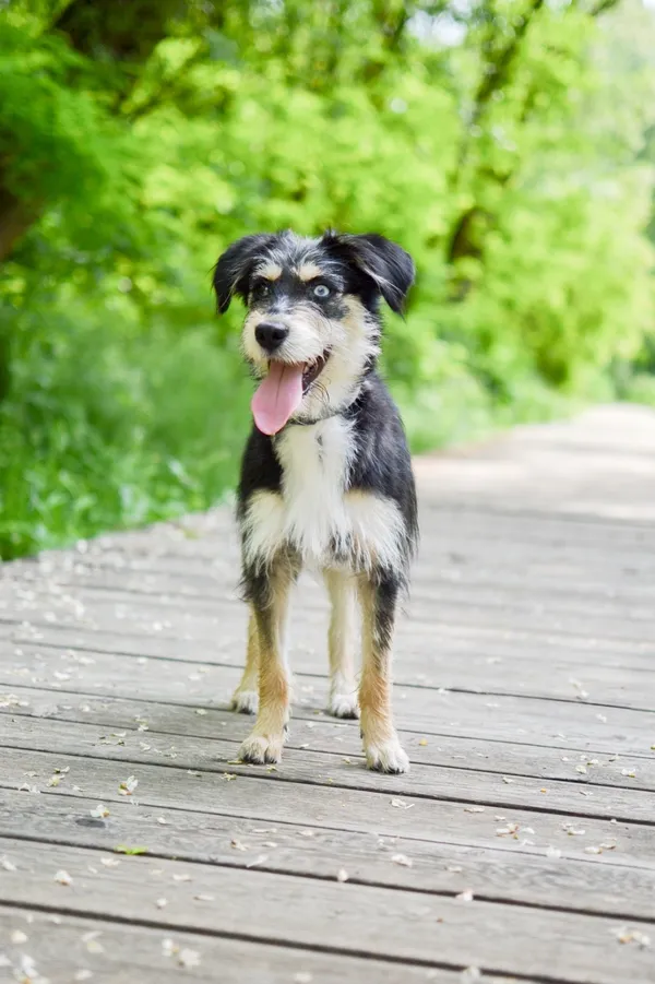 Znaleziono psa, Sosnowiec, 16 kwietnia 2025 (2/5)