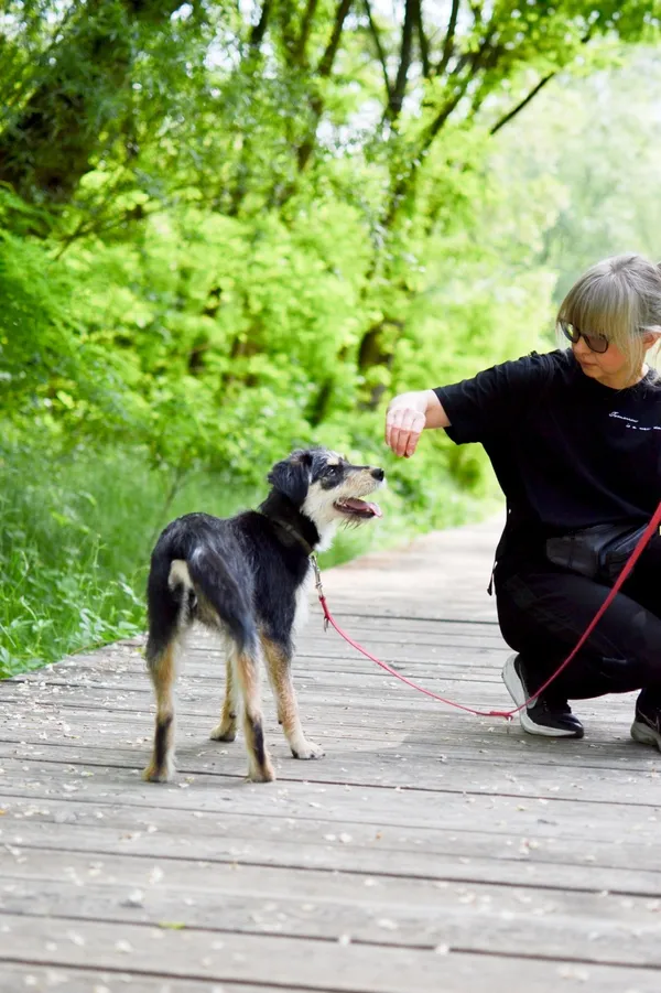 Znaleziono psa, Sosnowiec, 16 kwietnia 2025 (4/5)