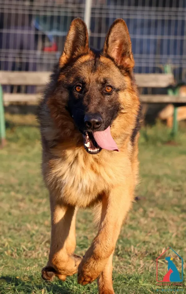 Pies do adopcji, Grudziądz, 22 maja 2024 (2/5)