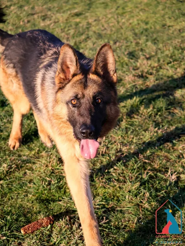 Pies do adopcji, Grudziądz, 22 maja 2024 (5/5)