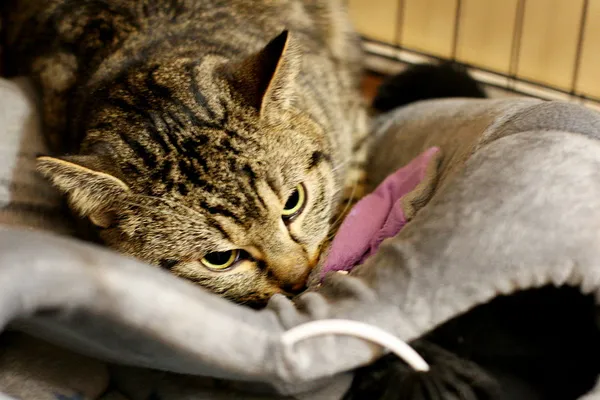 Znaleziono kota, Wałbrzych, 15 kwietnia 2025