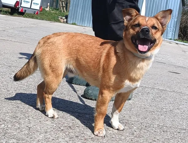 Znaleziono psa, Pieckowo, 16 kwietnia 2025 (1/2)