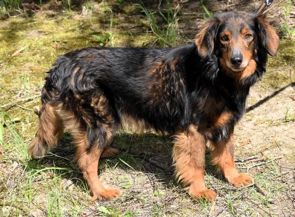 Znaleziono psa, Pieckowo, 16 kwietnia 2025 (4/5)