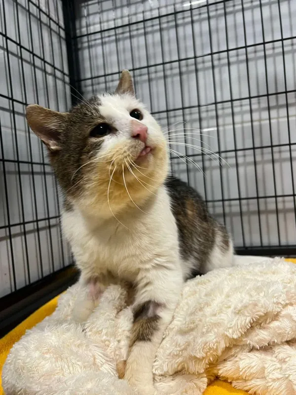 Kot do adopcji, Tychy, 10 lutego 2025