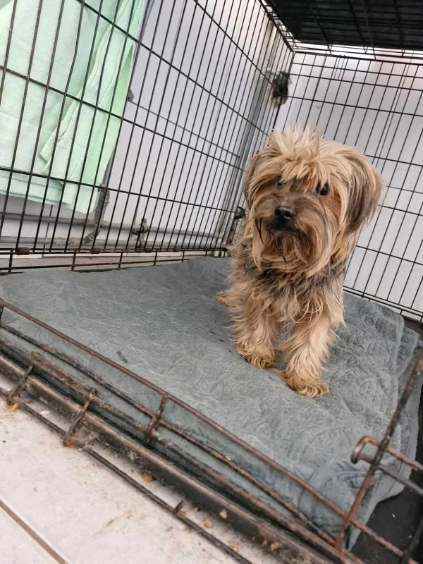 Znaleziono psa, Sosnowiec, 13 kwietnia 2025 (1/2)