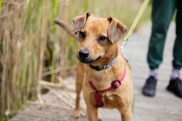 Znaleziono psa, Sosnowiec, 12 kwietnia 2025 (1/5)