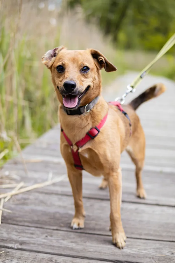 Znaleziono psa, Sosnowiec, 12 kwietnia 2025 (4/5)