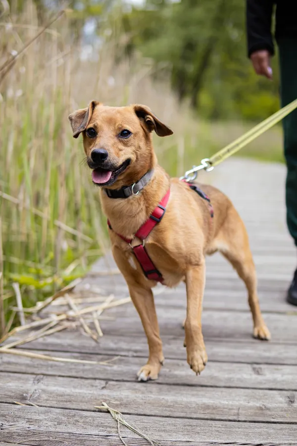 Znaleziono psa, Sosnowiec, 12 kwietnia 2025 (5/5)