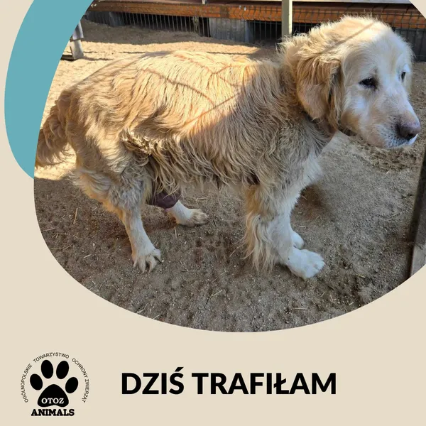 Znaleziono psa, Dąbrówka, 12 kwietnia 2025