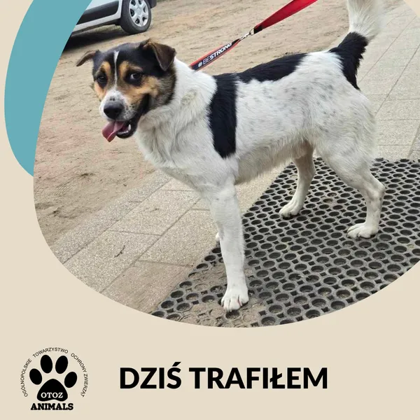 Znaleziono psa, Dąbrówka, 12 kwietnia 2025