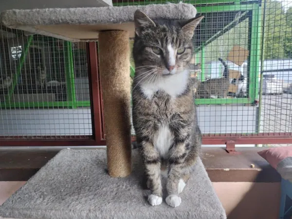 Znaleziono kota, Chojnice, 10 kwietnia 2025