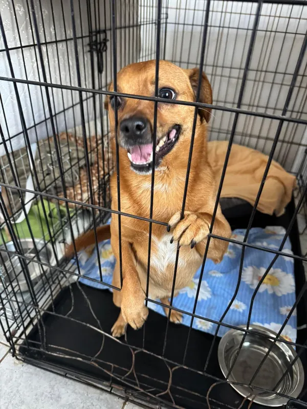 Znaleziono psa, Sosnowiec, 8 kwietnia 2025