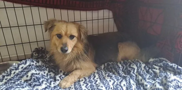 Pies do adopcji, Radom, 30 marca 2025