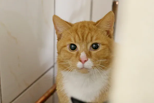 Znaleziono kota, Wałbrzych, 4 kwietnia 2025