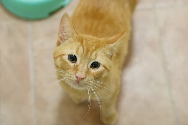 Znaleziono kota, Wałbrzych, 4 kwietnia 2025