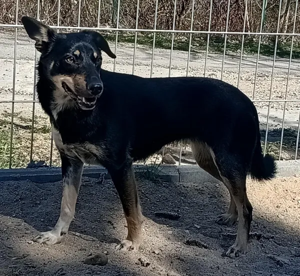 Znaleziono psa, Pieckowo, 7 kwietnia 2025 (1/3)