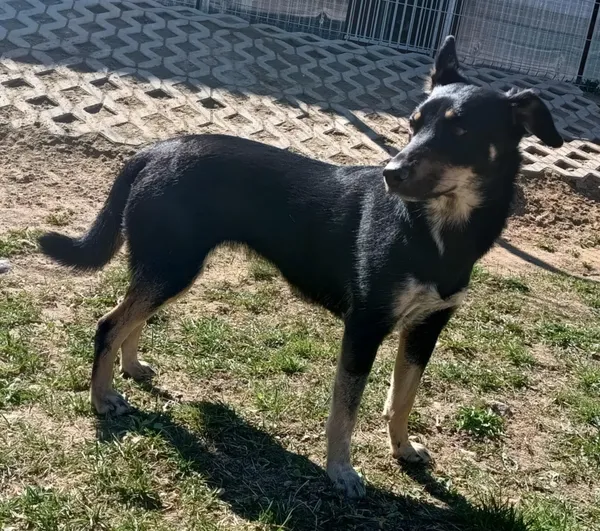 Znaleziono psa, Pieckowo, 7 kwietnia 2025 (2/3)