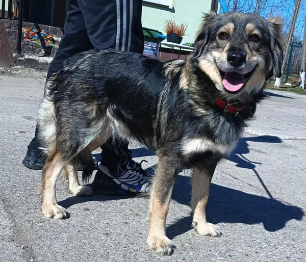 Znaleziono psa, Pieckowo, 7 kwietnia 2025 (1/2)