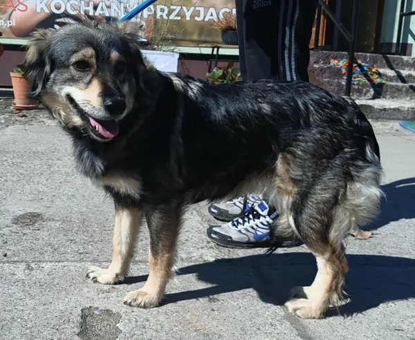 Znaleziono psa, Pieckowo, 7 kwietnia 2025 (2/2)