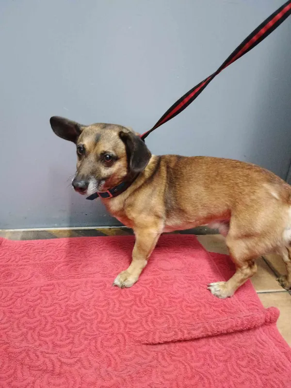 Znaleziono psa, Sosnowiec, 6 kwietnia 2025