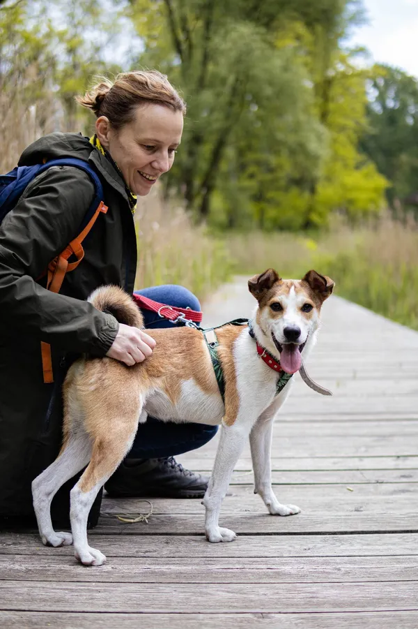 Znaleziono psa, Sosnowiec, 5 kwietnia 2025 (1/5)