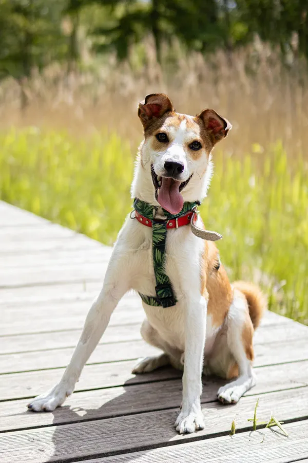 Znaleziono psa, Sosnowiec, 5 kwietnia 2025 (2/5)