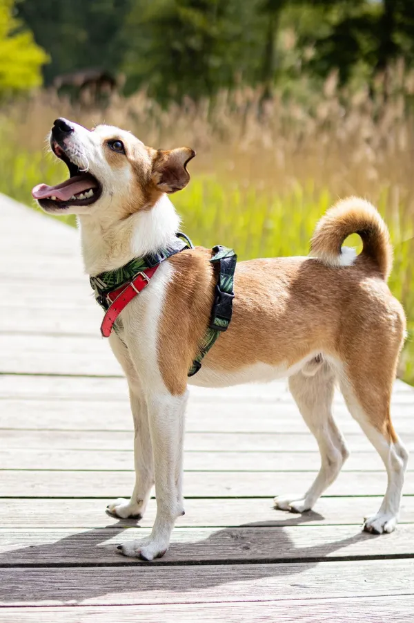 Znaleziono psa, Sosnowiec, 5 kwietnia 2025 (3/5)