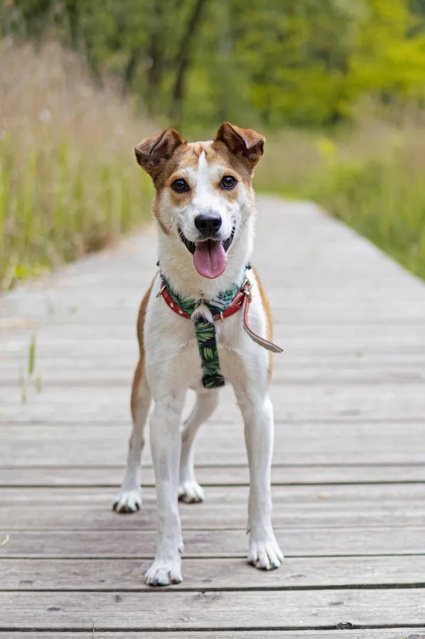 Znaleziono psa, Sosnowiec, 5 kwietnia 2025 (4/5)