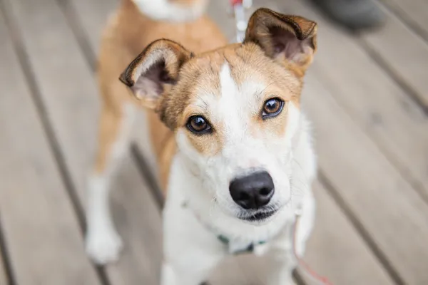 Znaleziono psa, Sosnowiec, 5 kwietnia 2025 (5/5)