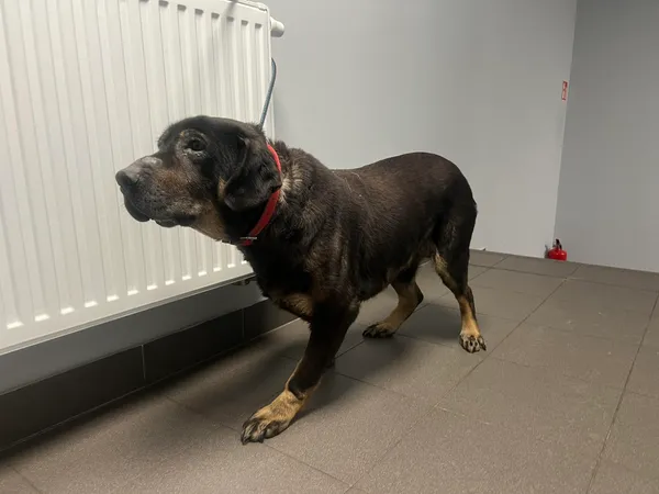 Znaleziono psa, Bydgoszcz, 29 marca 2025