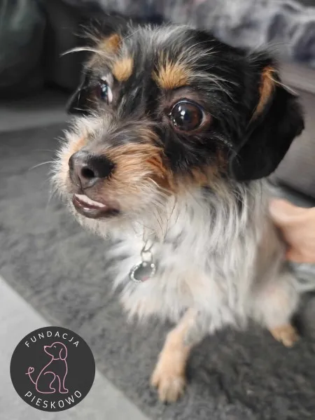 Pies do adopcji, Wolsztyn, 2 kwietnia 2025