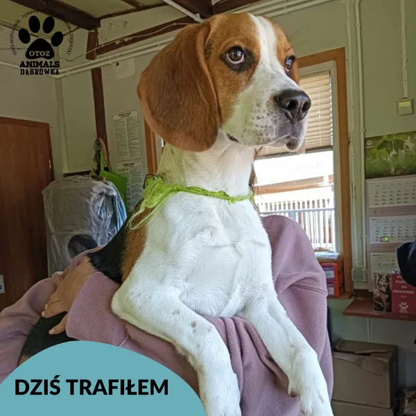 Znaleziono psa, Dąbrówka, 1 kwietnia 2025