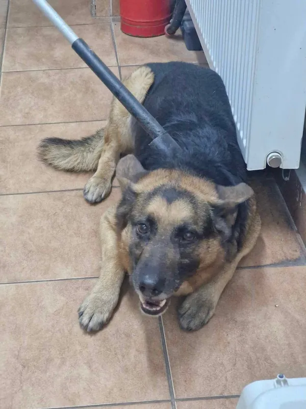 Znaleziono psa, Sosnowiec, 31 marca 2025