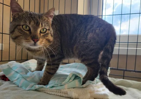 Znaleziono kota, Toruń, 23 kwietnia 2025