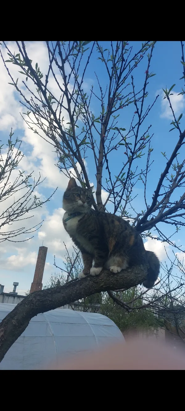 Zaginął kot, Przeźmierowo, 27 kwietnia 2025 (1/2)